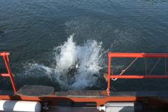 duik-oosterschelde-7-sept-2025_034-Groot