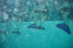 nemo33_20130409_1982180307