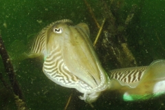 onderwater_20111107_1006867689