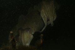 onderwater_20111107_1027321020