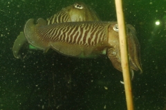 onderwater_20111107_1052902758