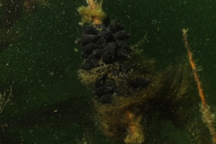 onderwater_20111107_1099671936