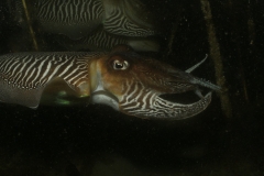 onderwater_20111107_1101764699