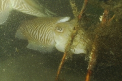 onderwater_20111107_1129895742