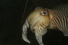 onderwater_20111107_1202847318