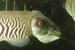 onderwater_20111107_1290916936