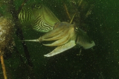 onderwater_20111107_1316103143