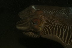 onderwater_20111107_1316589790