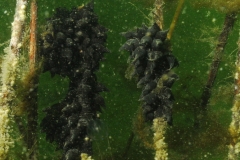 onderwater_20111107_1327340445