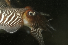 onderwater_20111107_1328540116