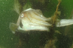 onderwater_20111107_1361836733