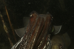 onderwater_20111107_1389000765