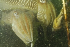 onderwater_20111107_1393685221