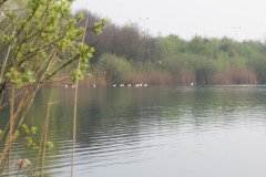 paasduik_20111110_1572296108