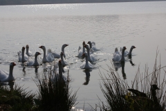 paasduik_20111110_1709924491