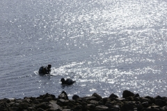 snertduik2009_20120124_2053848938