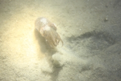 bergsche_diepsluis_20120715_1342153818