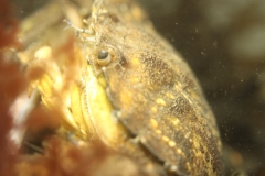 bergsche_diepsluis_20120715_1729412259